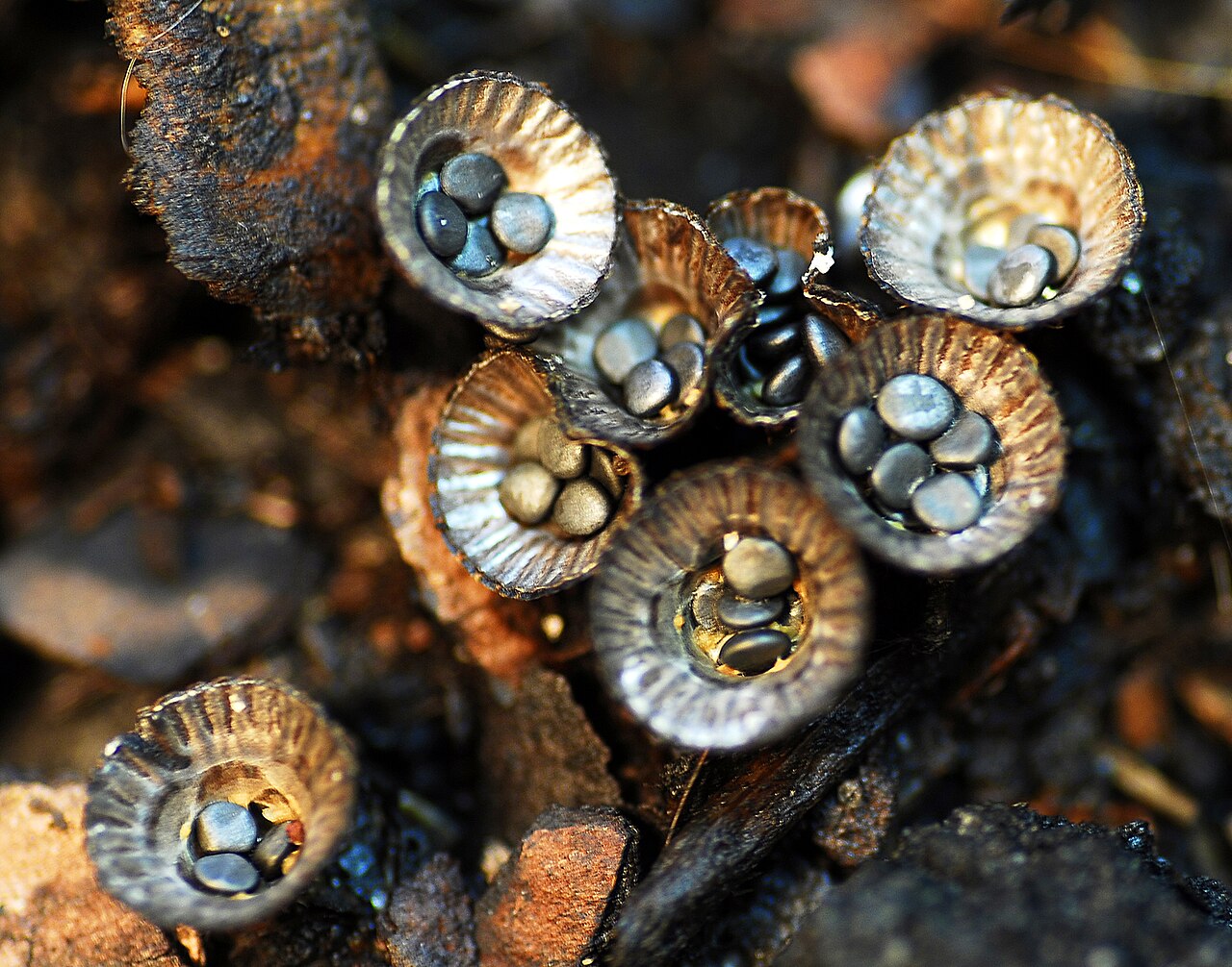 Cyathus striatus