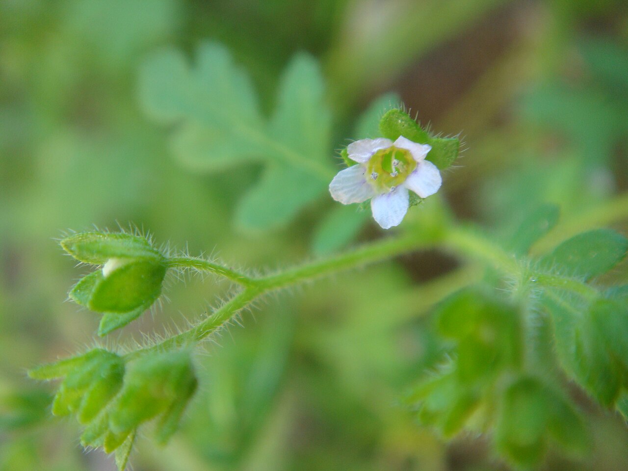 Eucrypta chrysanthemifolia