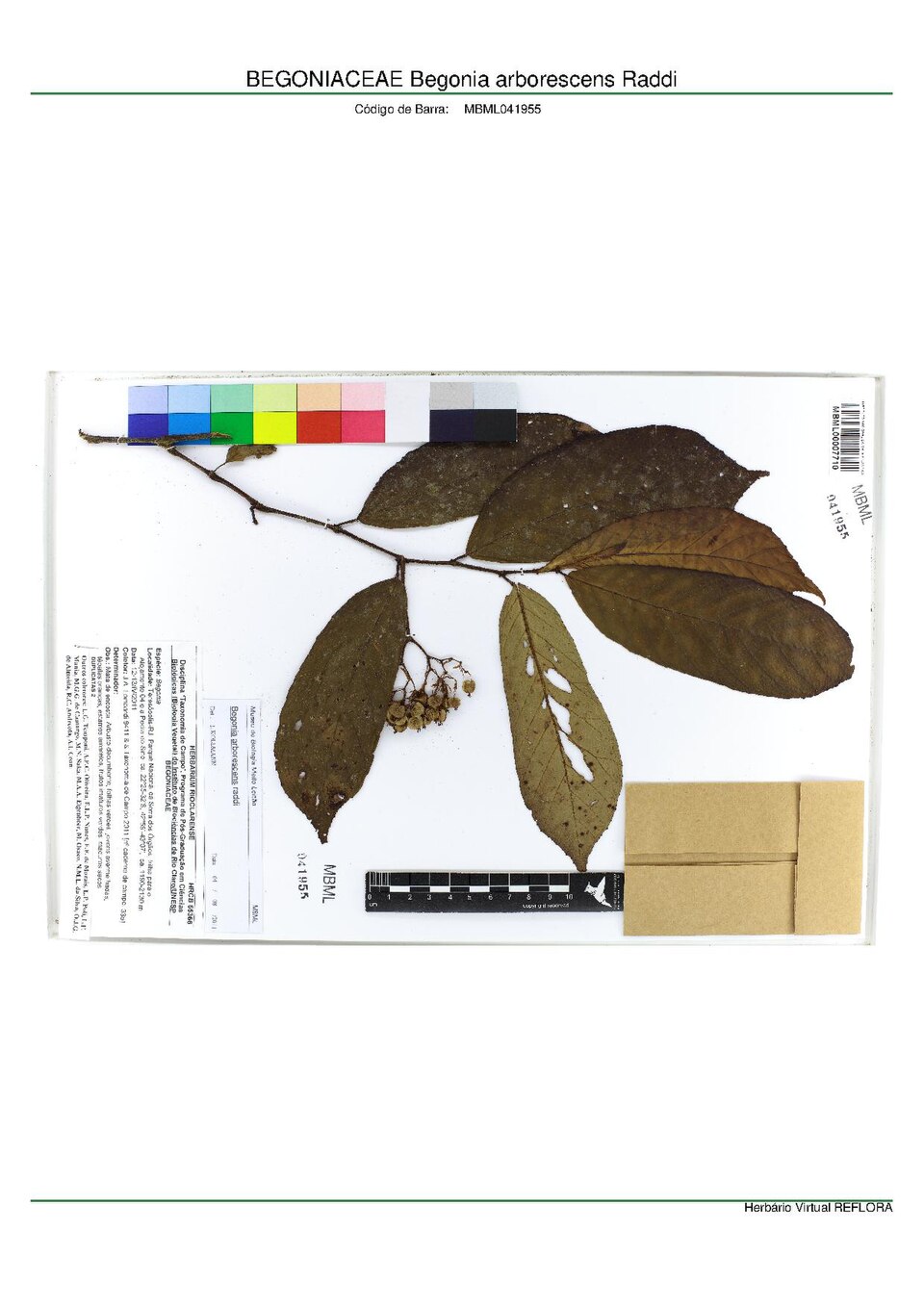 Begonia arborescens