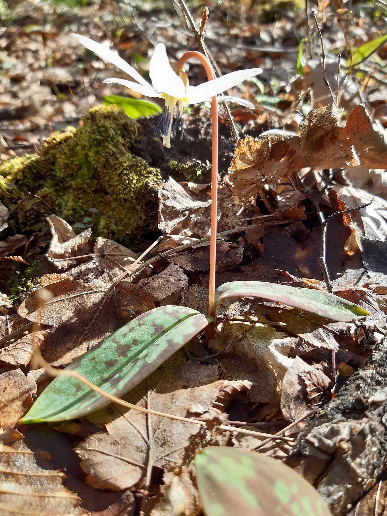 Erythronium dens-canis