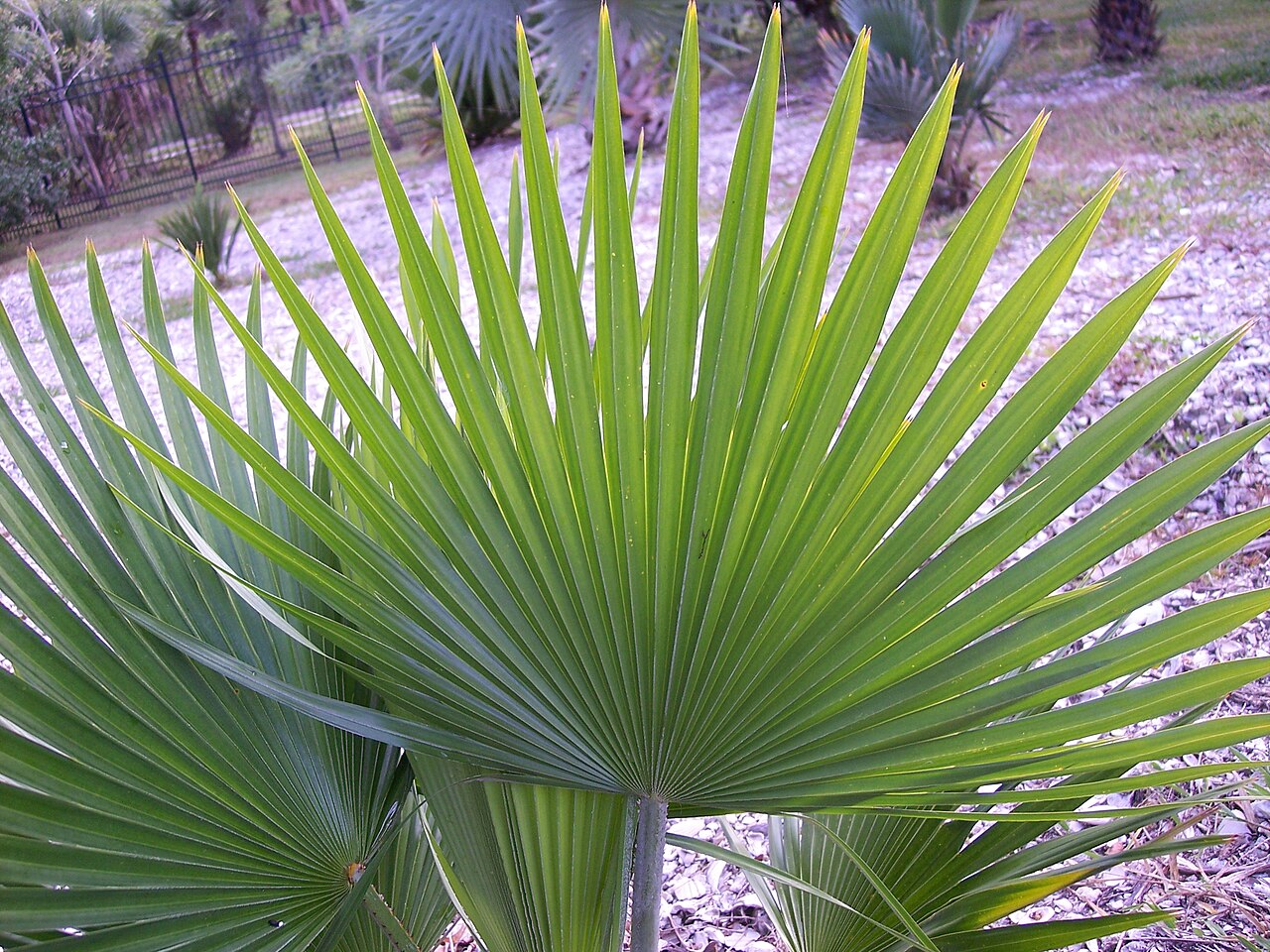 Copernicia berteroana