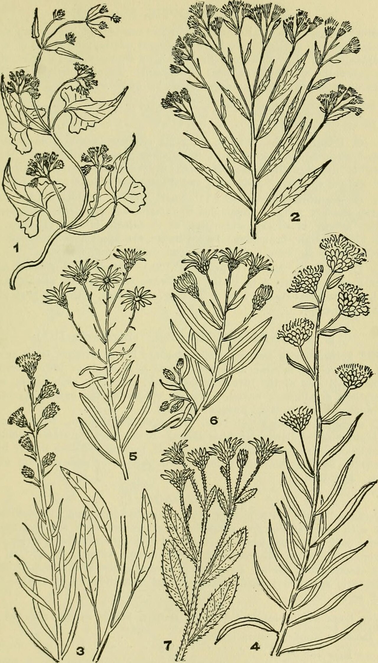 Chrysopsis graminifolia