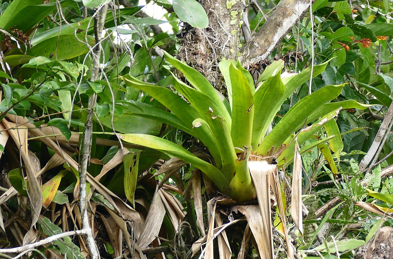 Werauhia gigantea