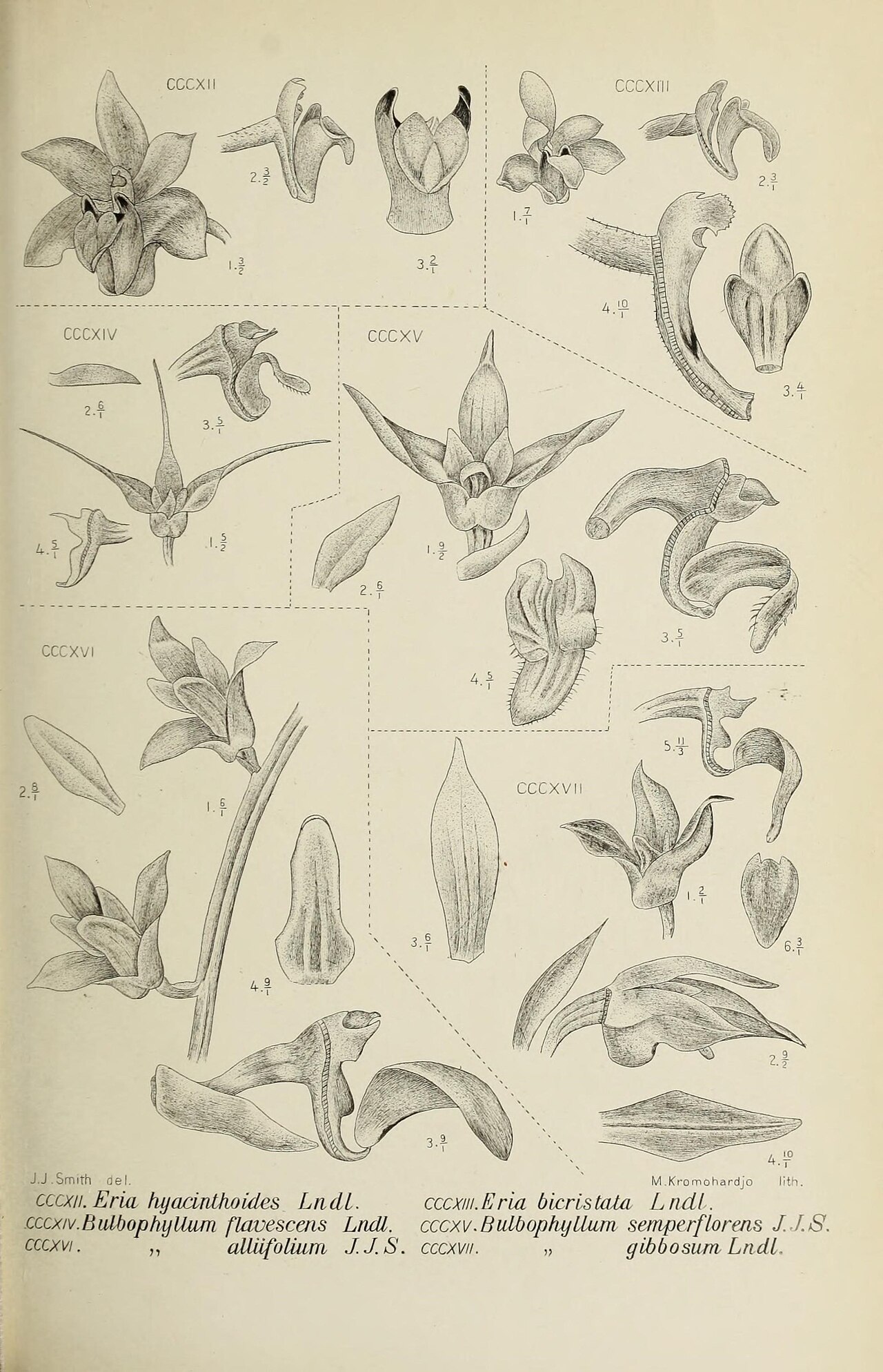 Bulbophyllum flavescens