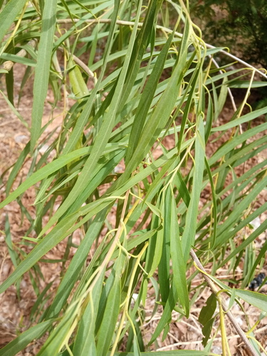 Boscia salicifolia