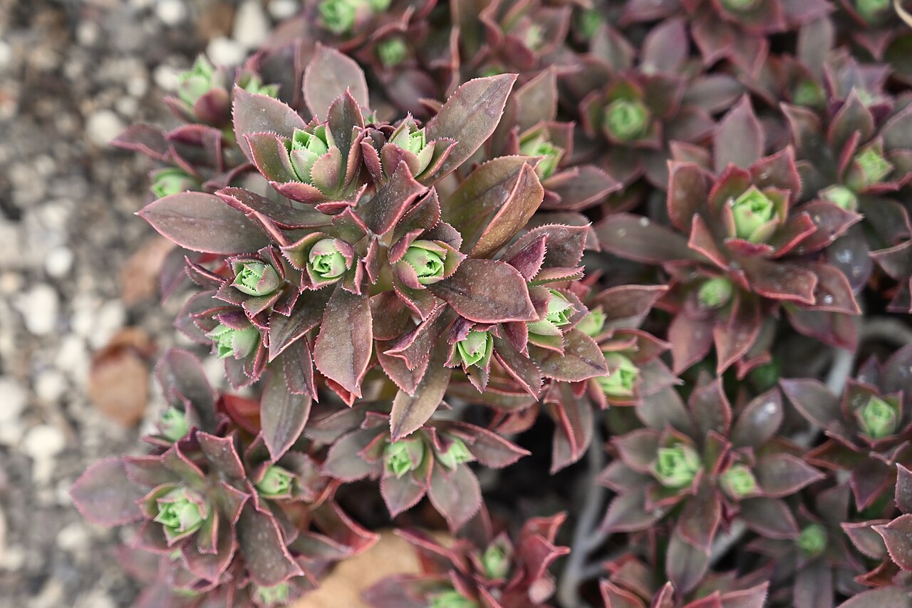Aeonium decorum