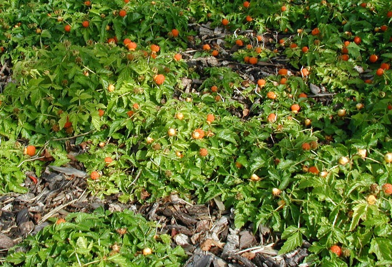 Rubus xanthocarpus