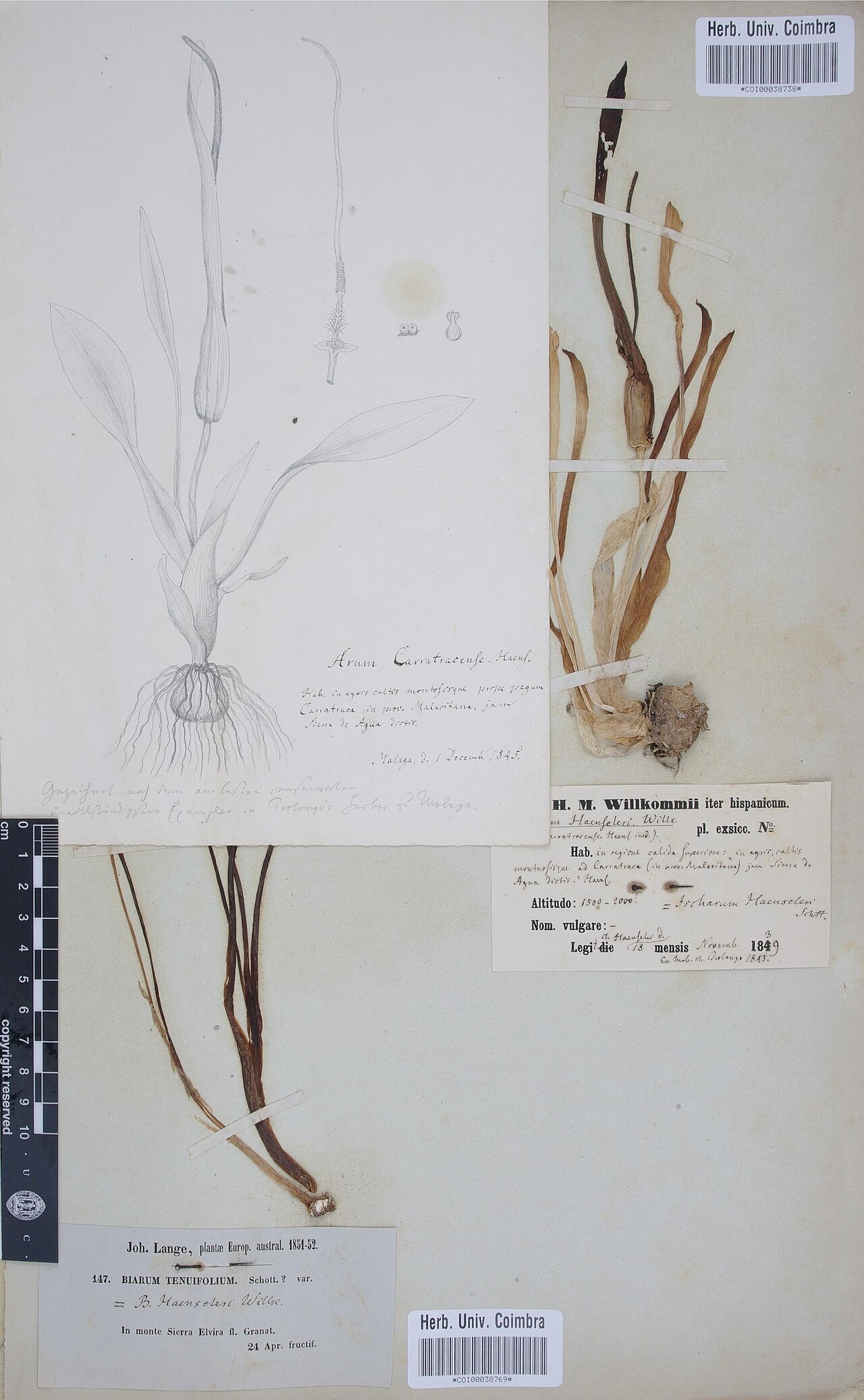 Biarum carratracense
