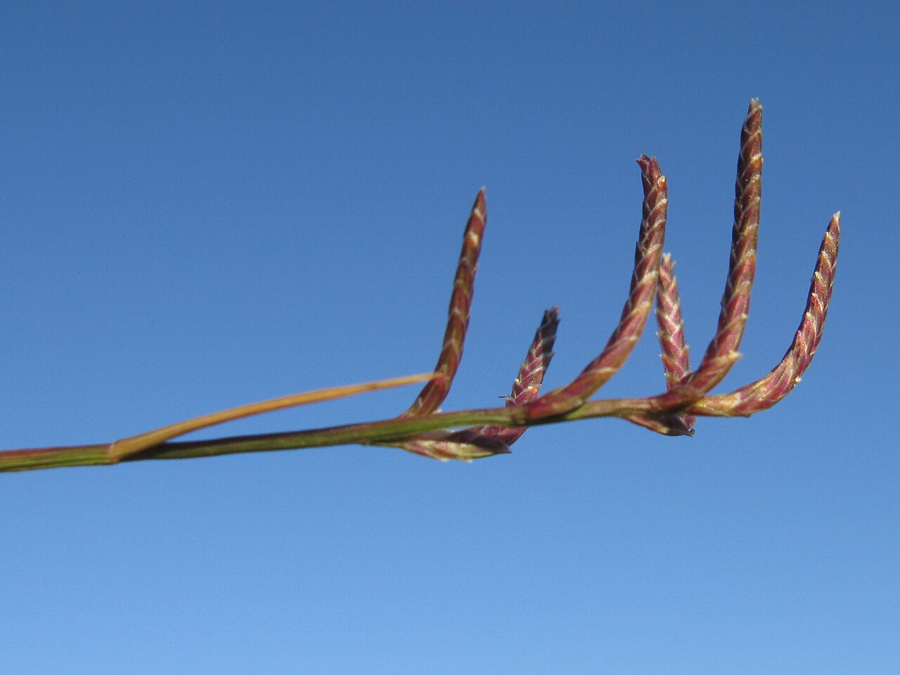 Eragrostis dielsii