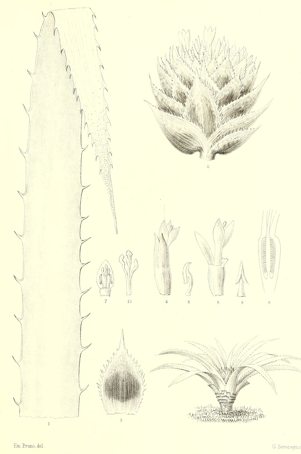 Greigia vulcanica