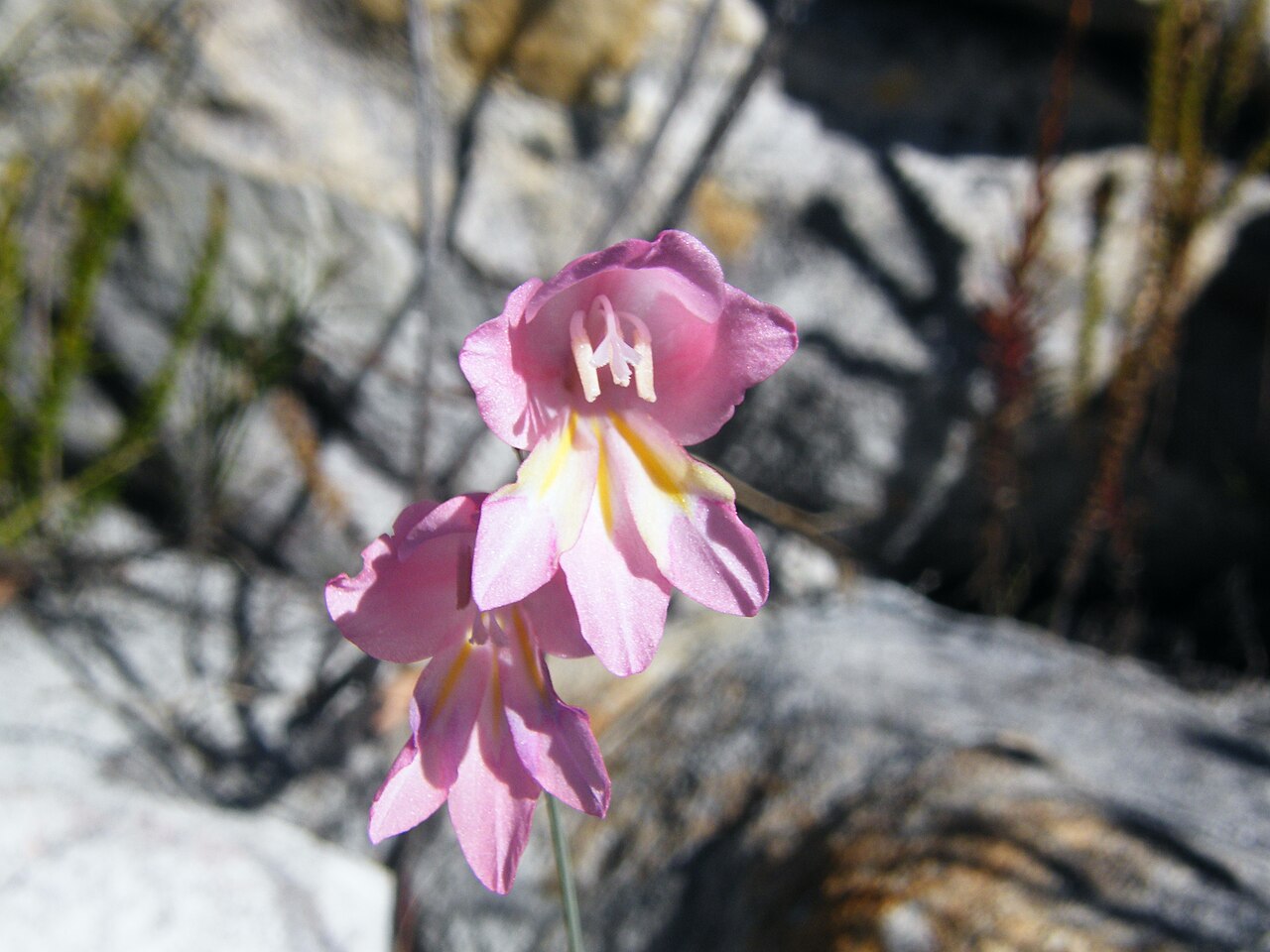Gladiolus brevifolius