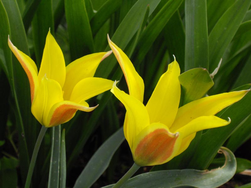 Tulipa kolpakowskiana