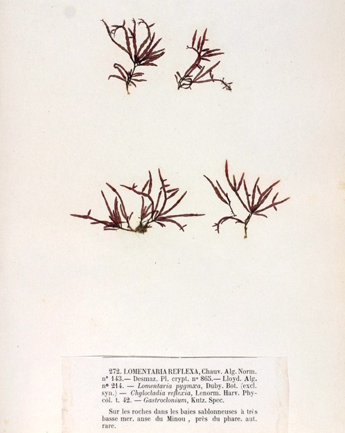 Gastroclonium reflexum