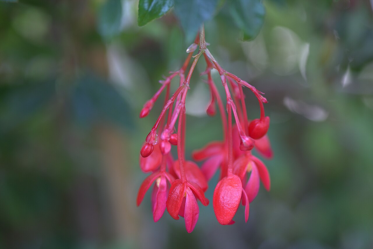 Begonia foliosa