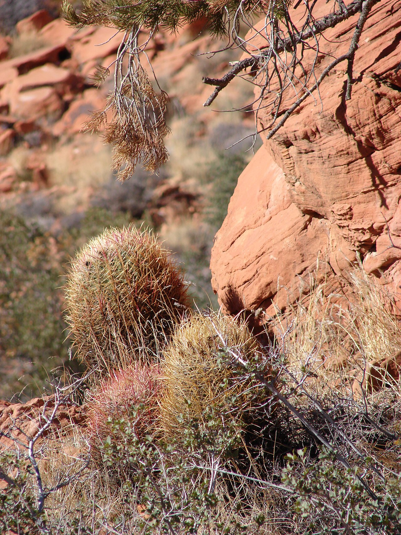 Ferocactus cylindraceus