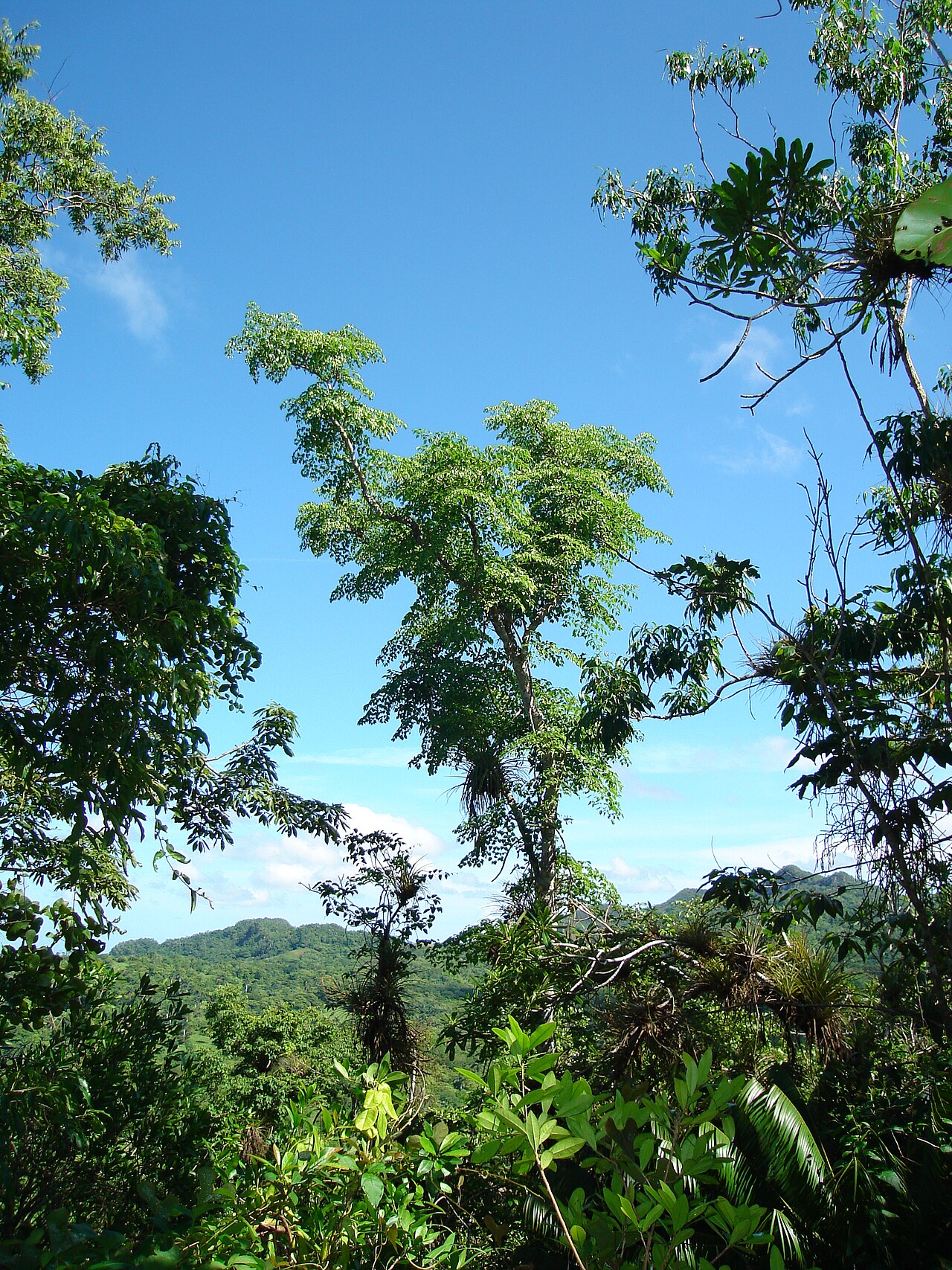 Aralia rex
