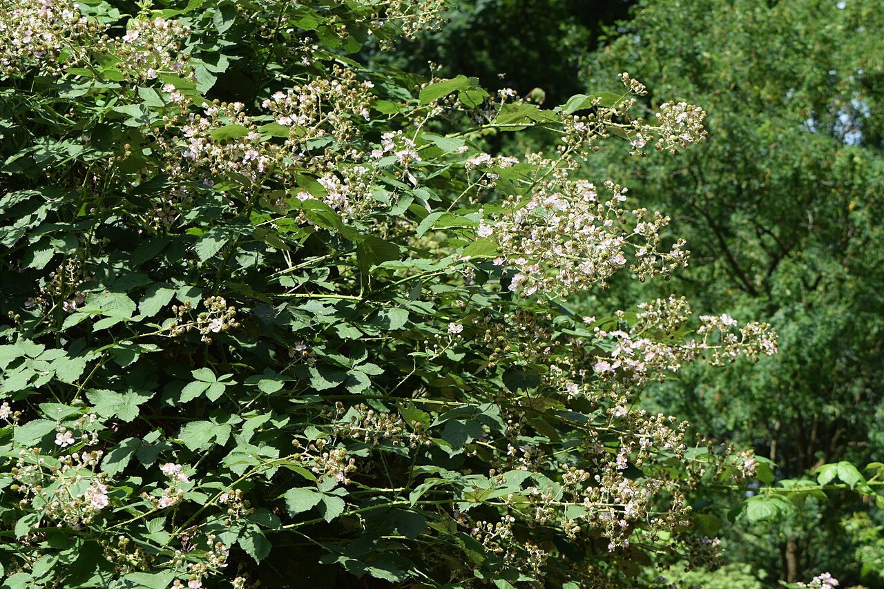 Rubus armeniacus