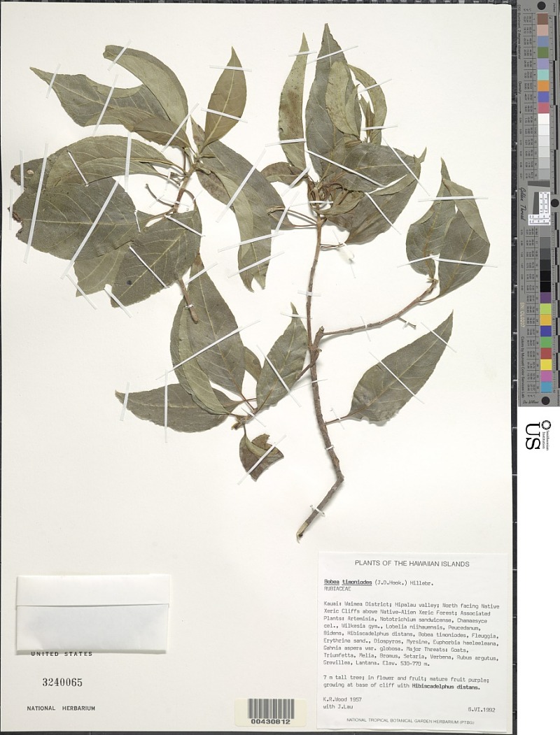 Bobea timonioides