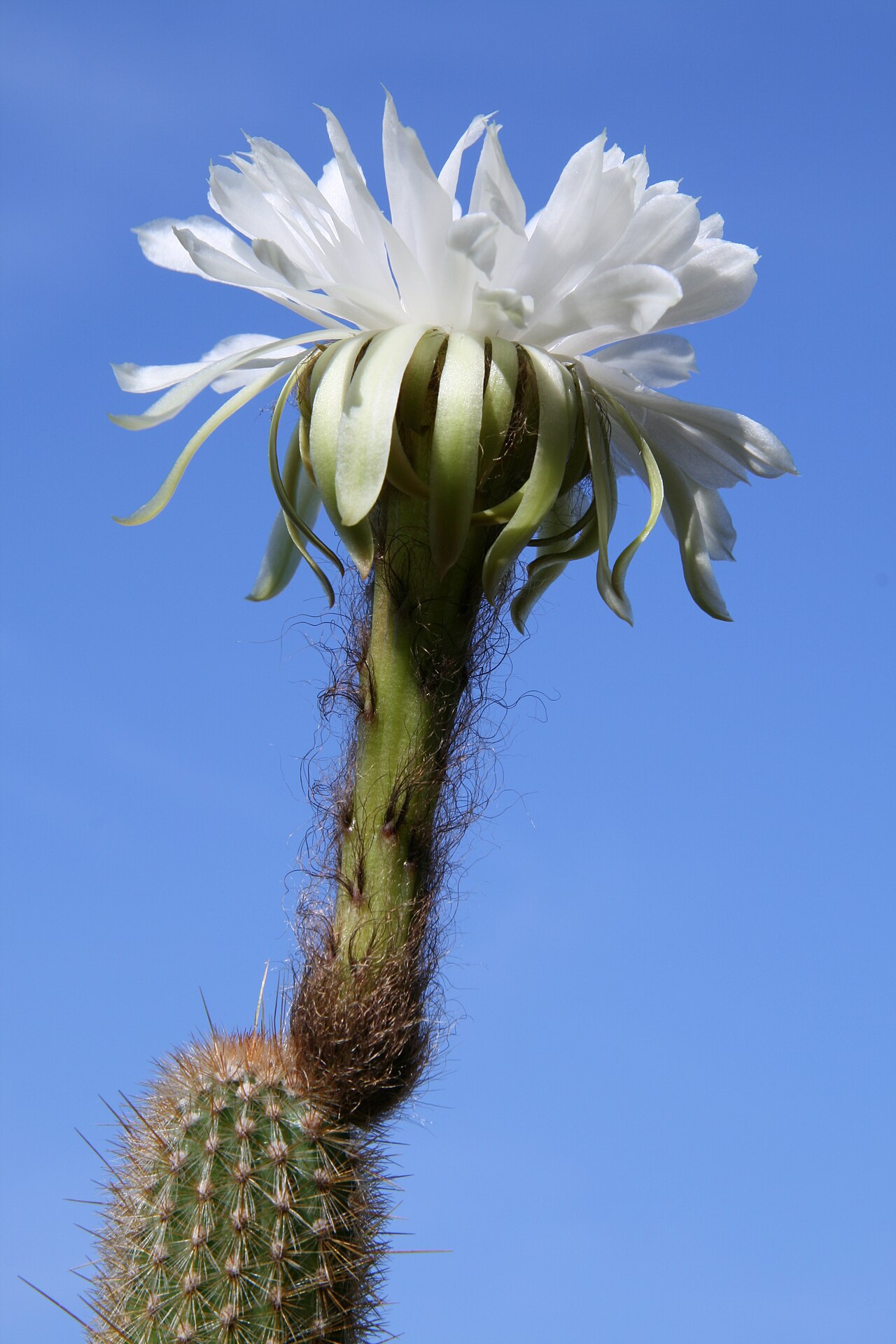 Arthrocereus melanurus