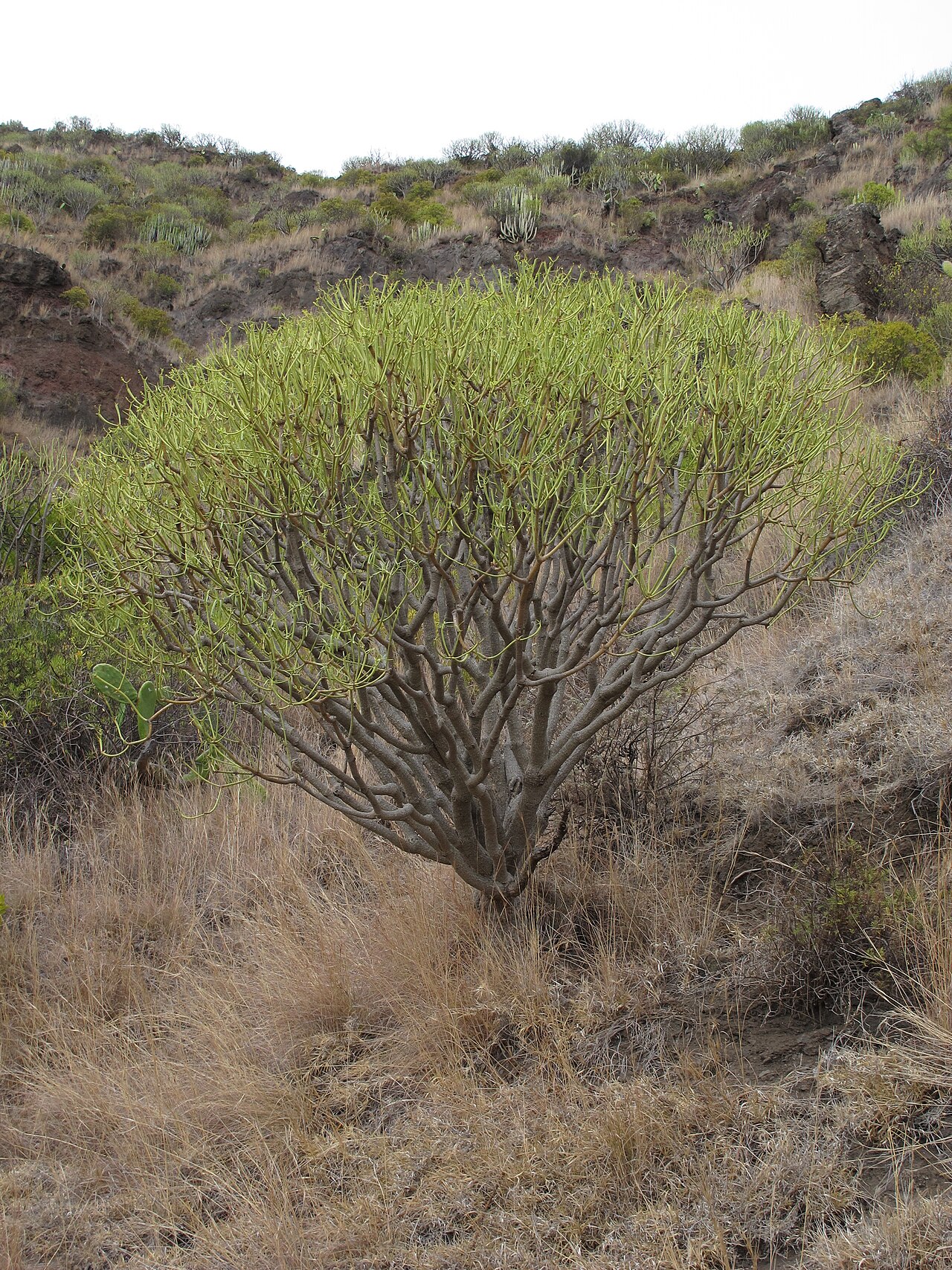 Euphorbia lamarckii