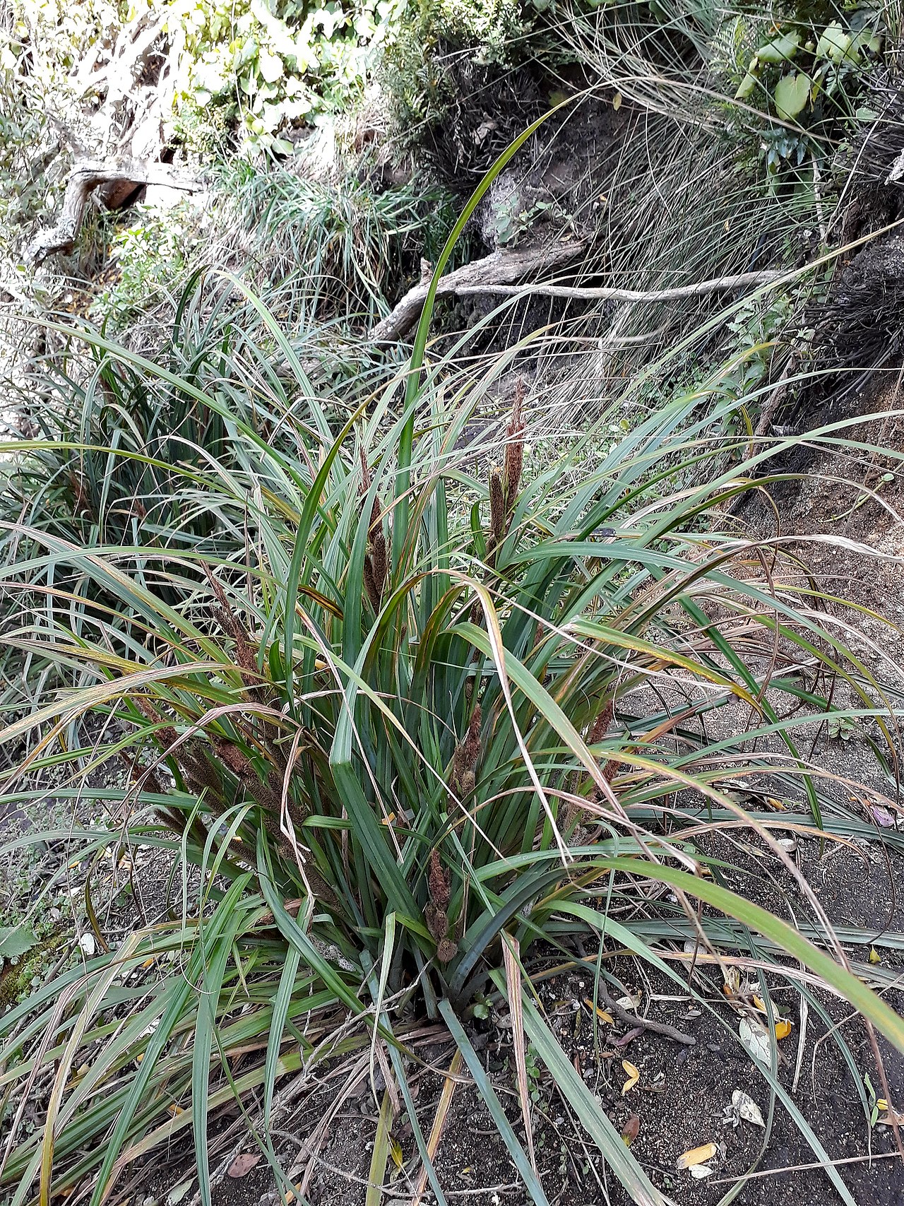 Chatham Islands forest sedge