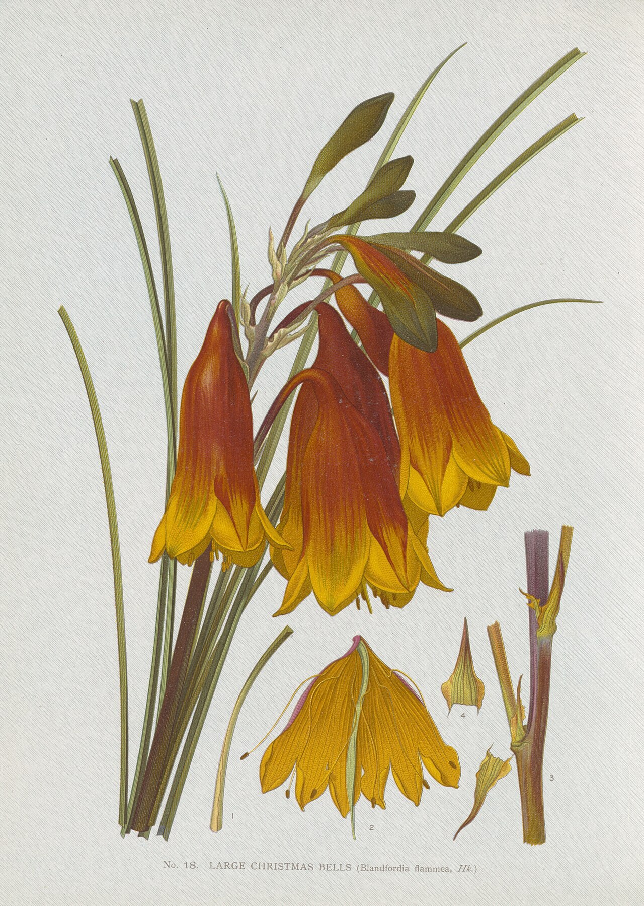 Blandfordia flammea