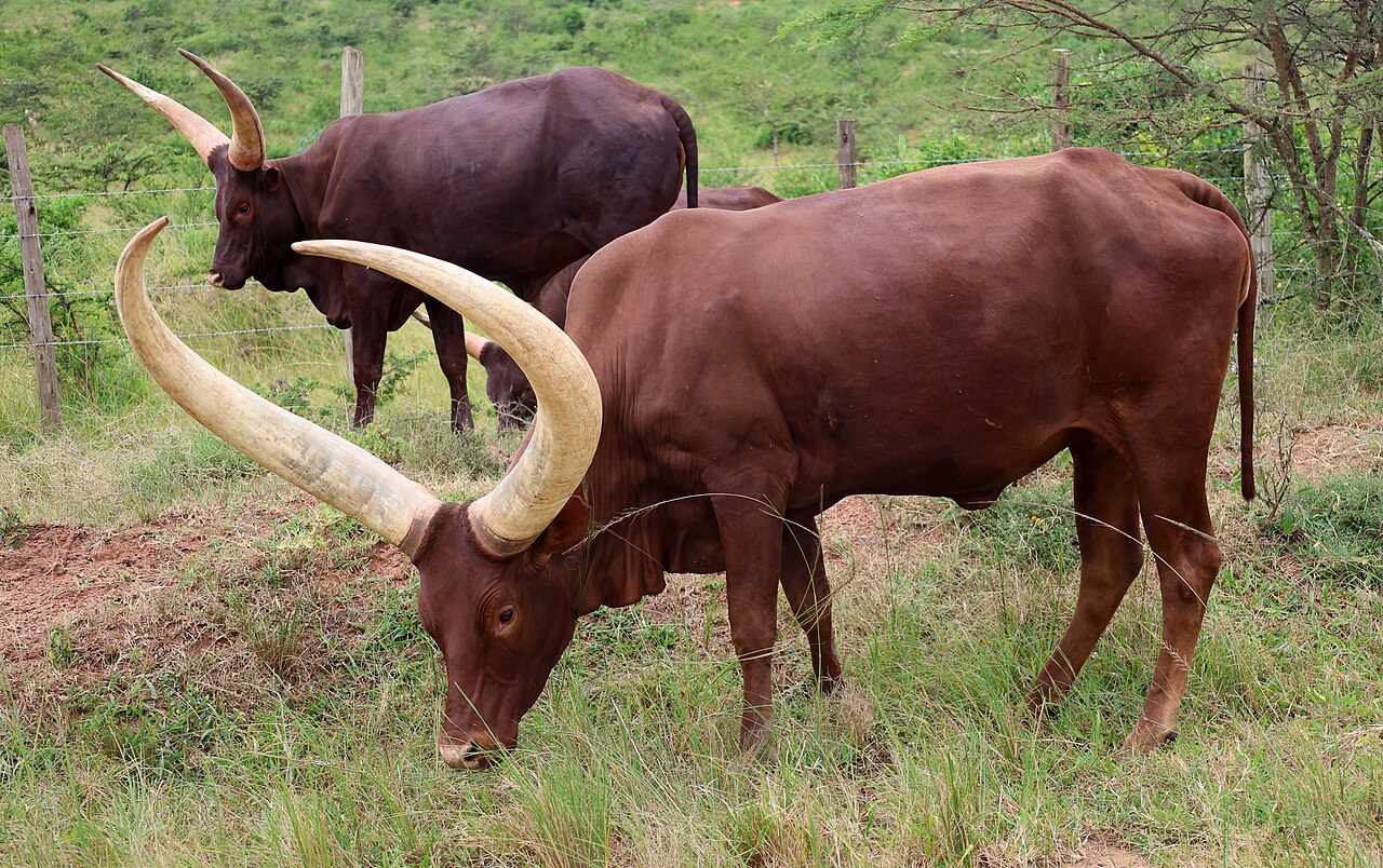 Ankole