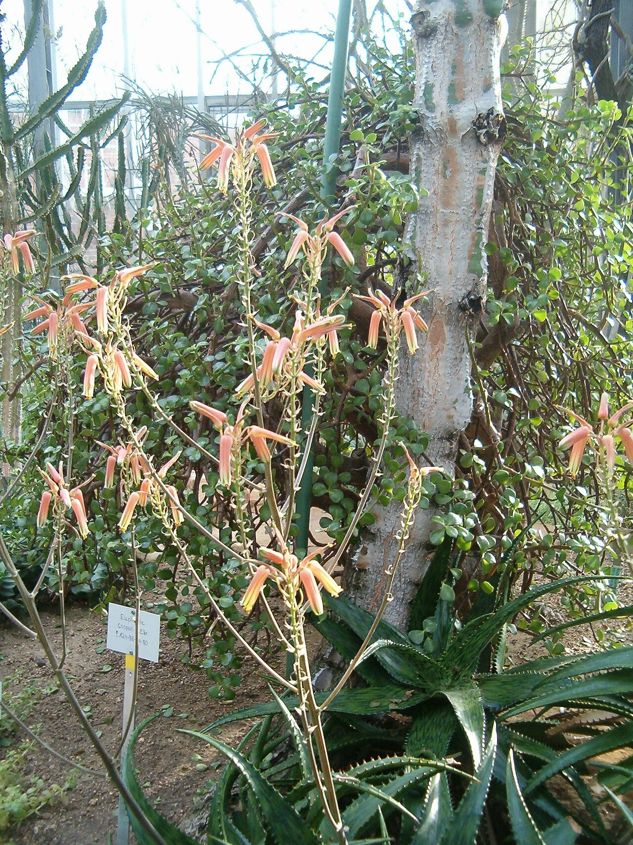 Aloe somaliensis