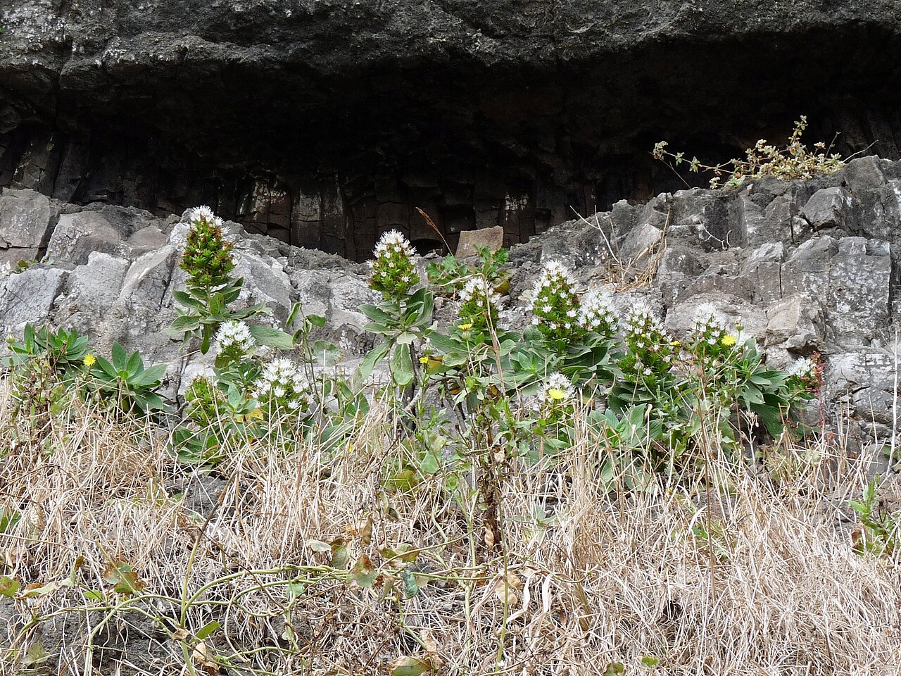 Echium hypertropicum
