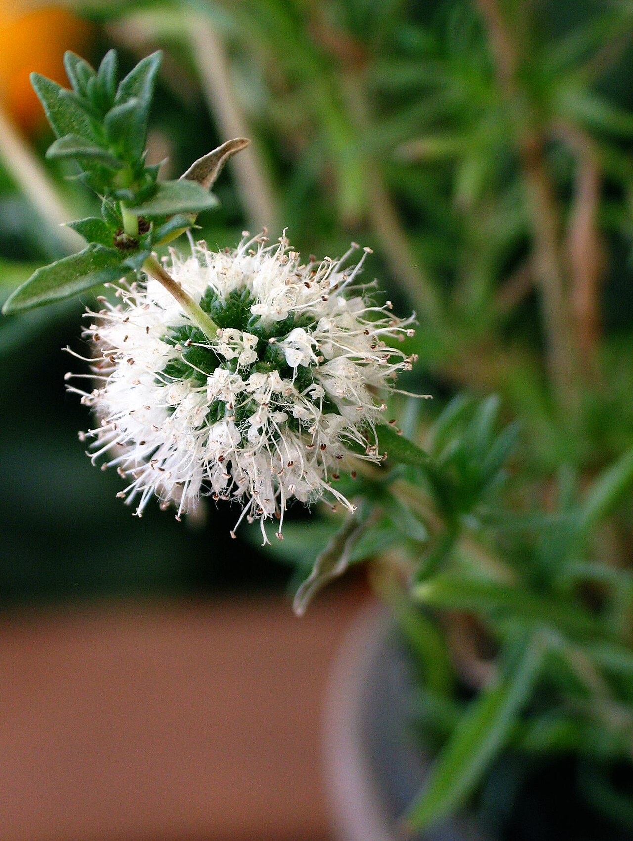 Hart's pennyroyal