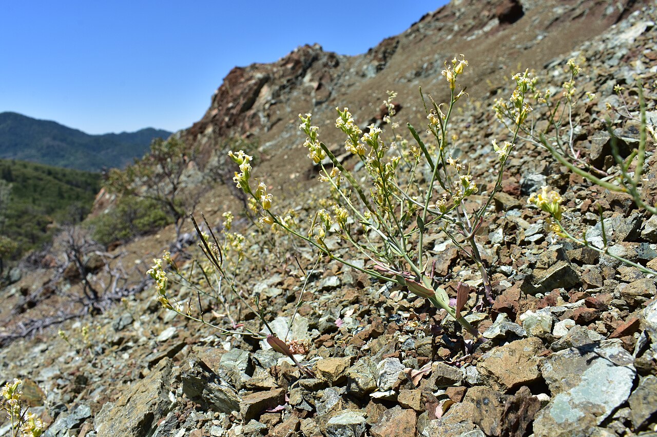 Streptanthus vernalis