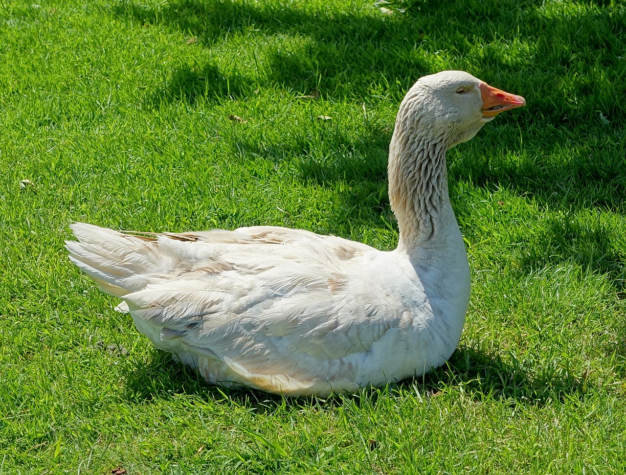 American Buff Goose