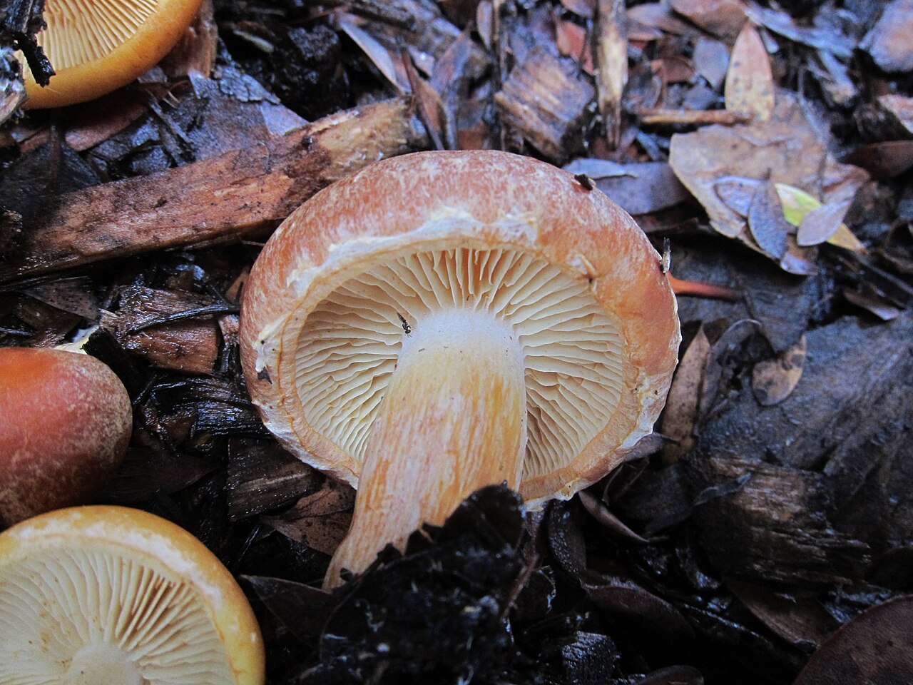 Gymnopilus humicola