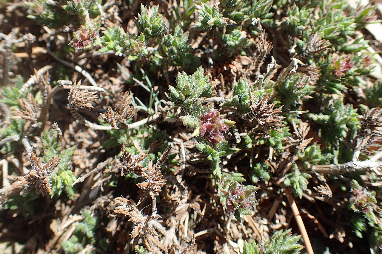 Thymus integer