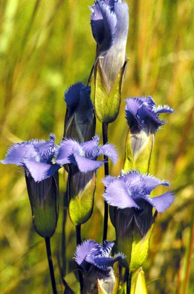 Gentianopsis crinita