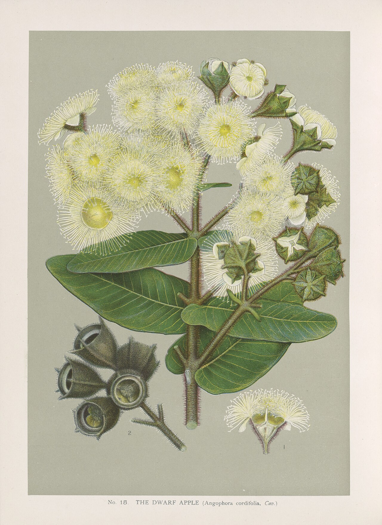 Angophora hispida