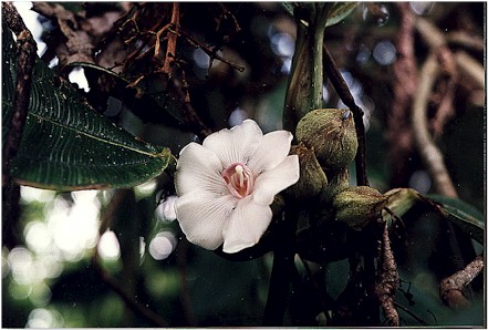 Blakea eriocalyx