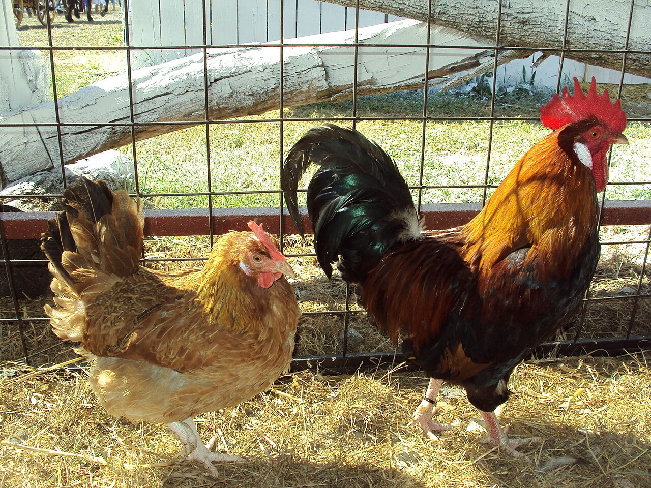 Hrvatica chicken