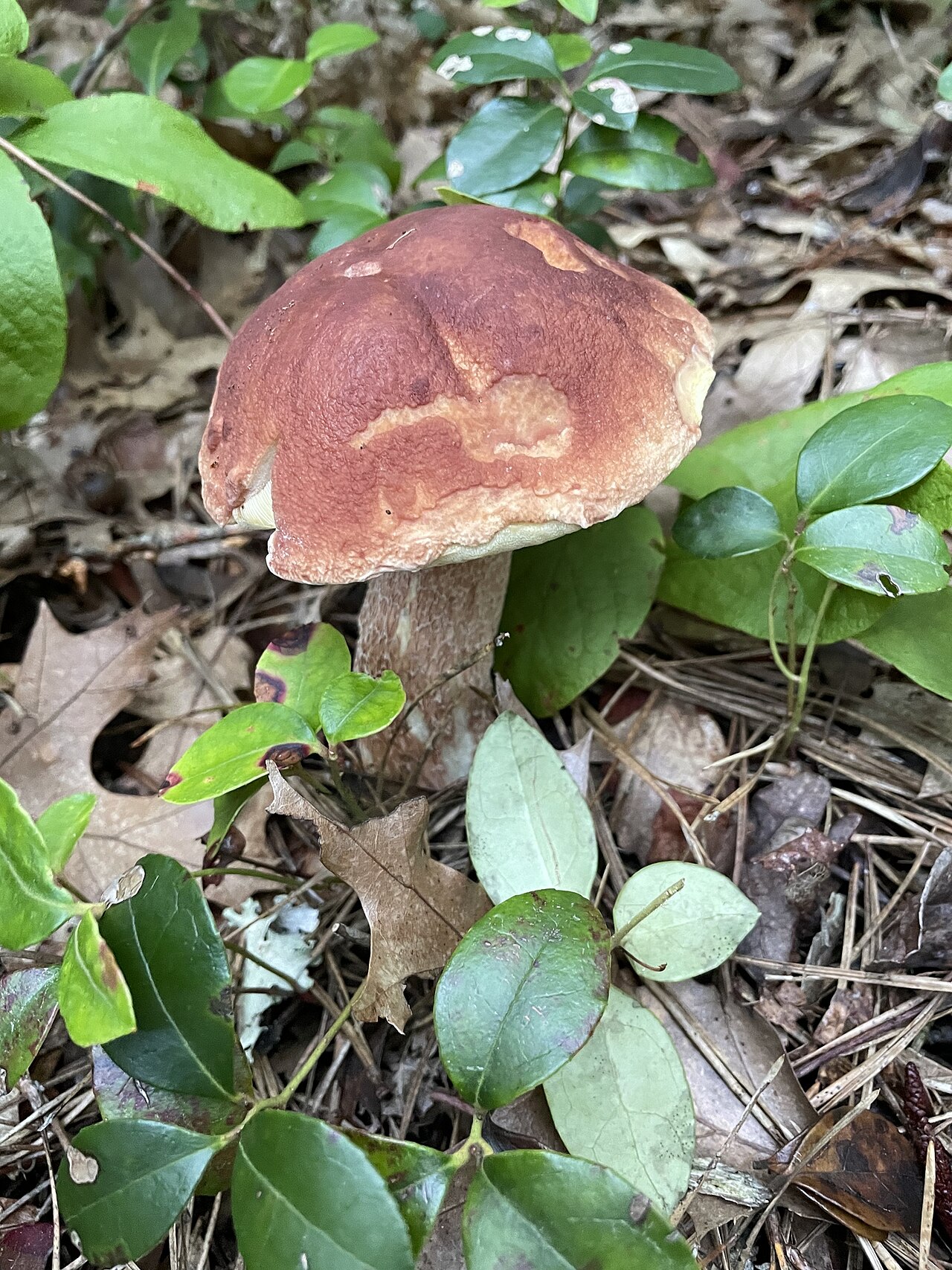 Boletus aurantioruber