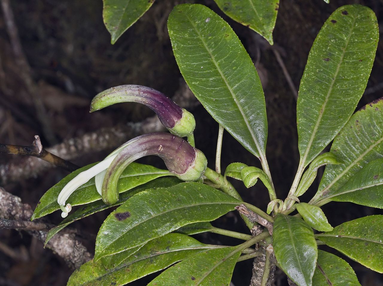 Clermontia fauriei