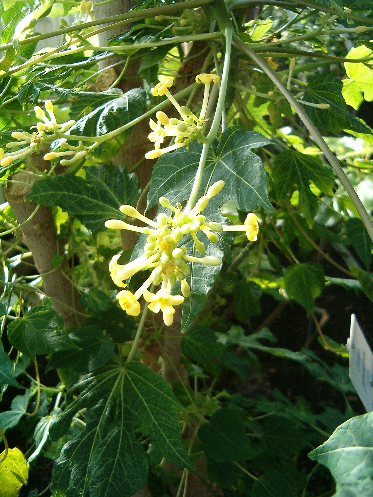 Carica jamaicensis