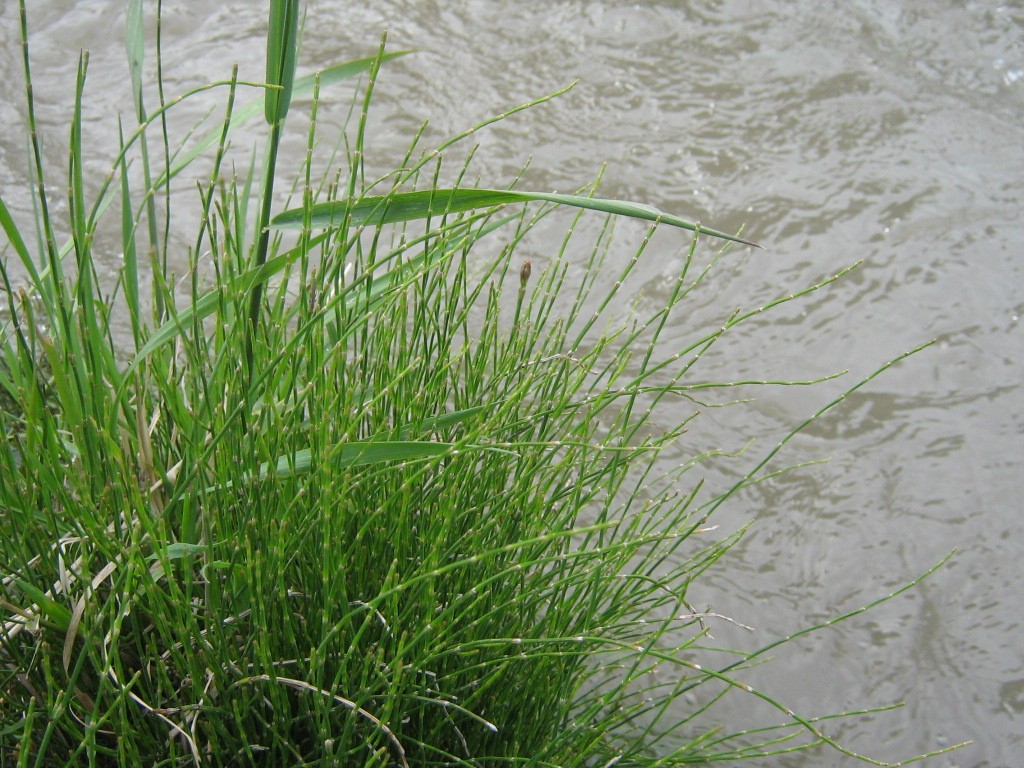 Equisetum bogotense
