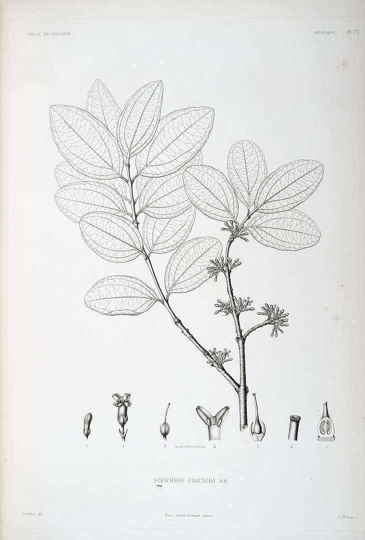 Strychnos innocua