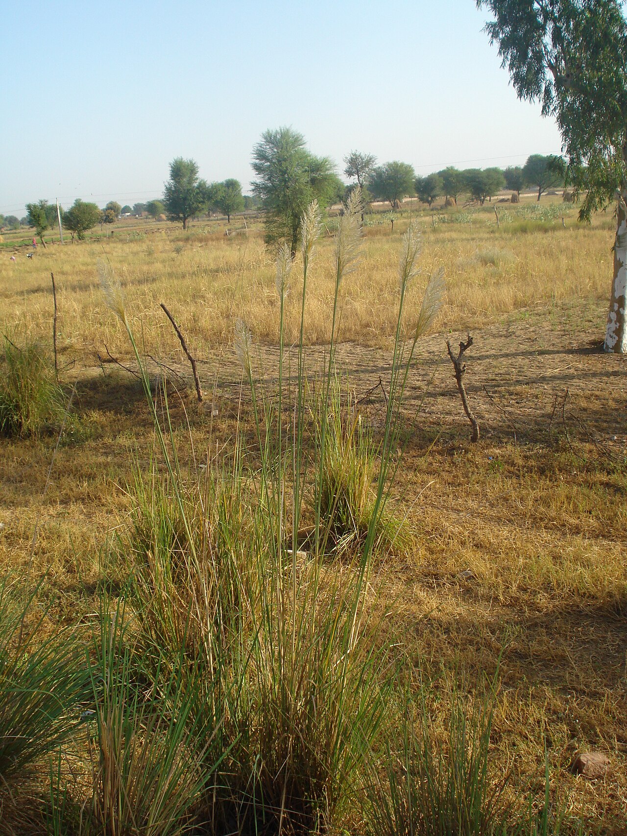 Saccharum munja