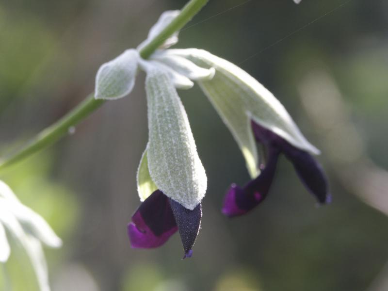 Salvia discolor