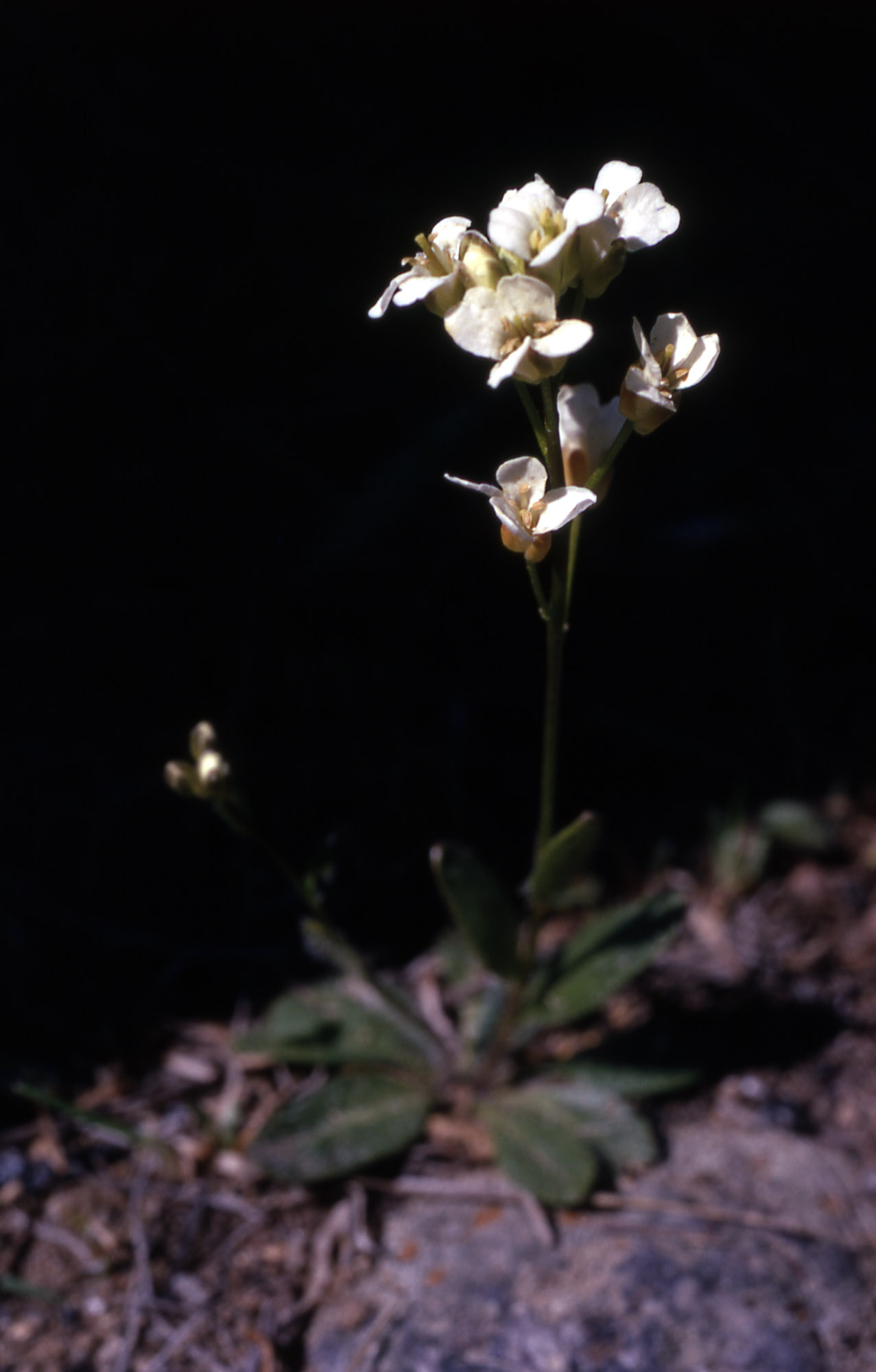 Arabis nuttallii