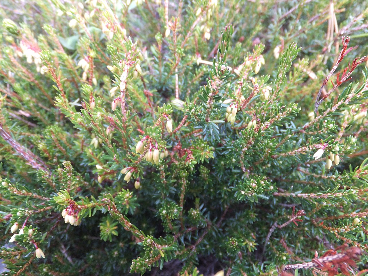 Erica carnea