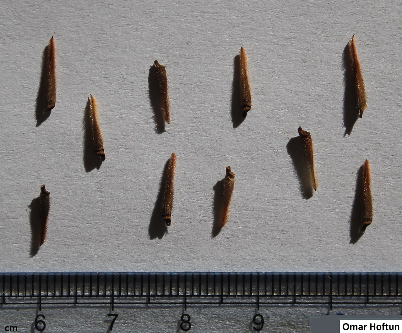 Monsonia angustifolia