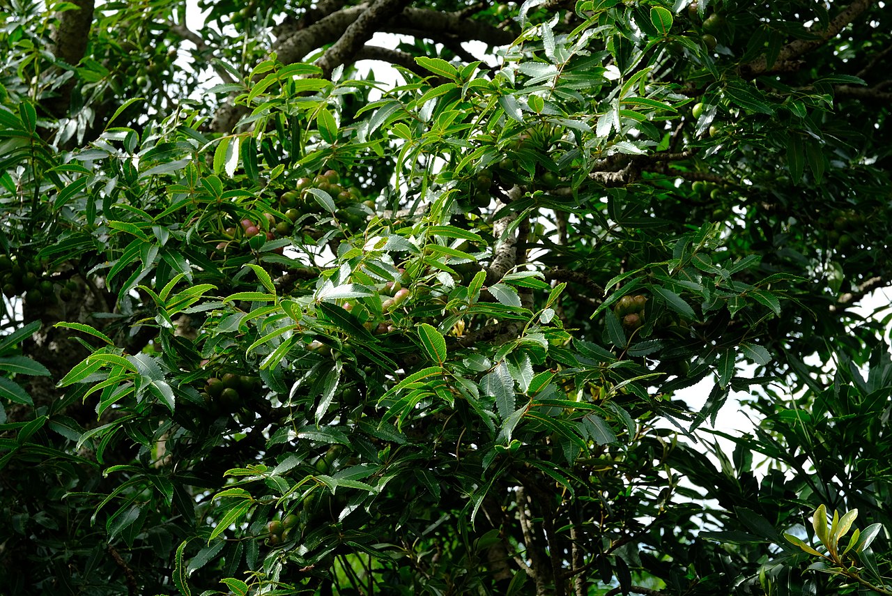 Commiphora woodii