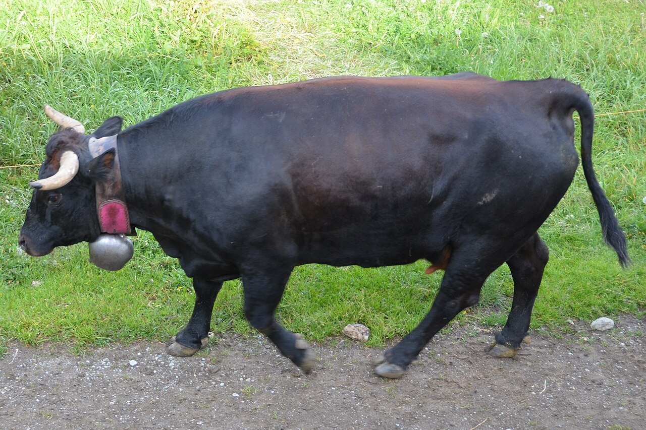 Aosta Black Pied